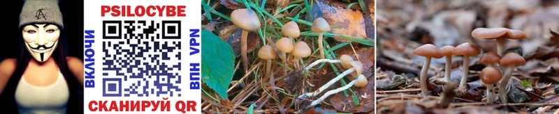 Галлюциногенные грибы Psilocybe  Славск 